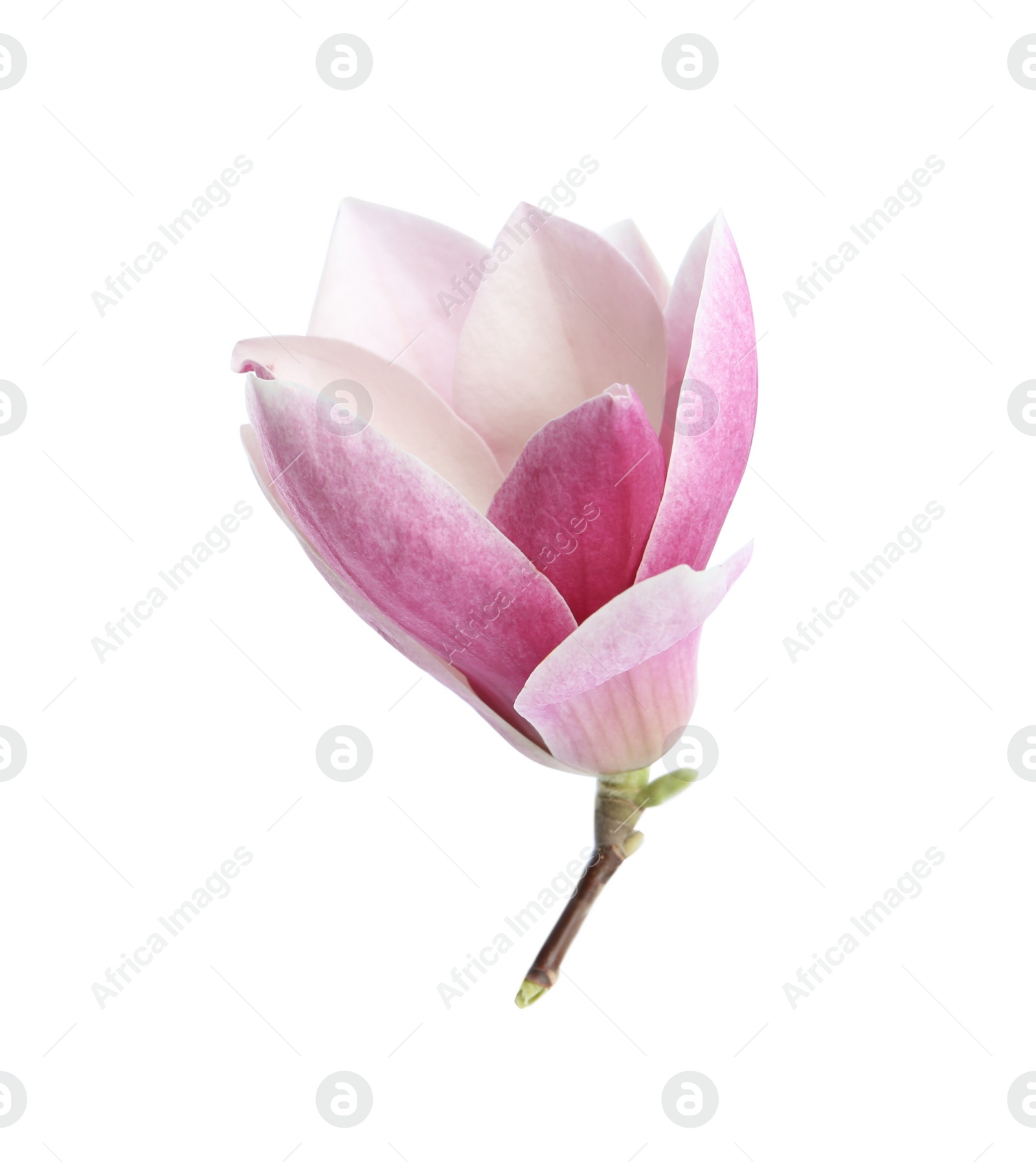 Photo of Beautiful magnolia flower isolated on white. Spring blossom