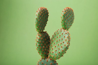 Beautiful green Opuntia cactus on color background