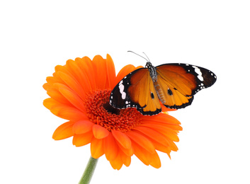 Photo of Flower with beautiful painted lady butterfly isolated on white