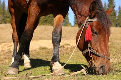 Photo of Beautiful horse grazing on pasture. Lovely pet