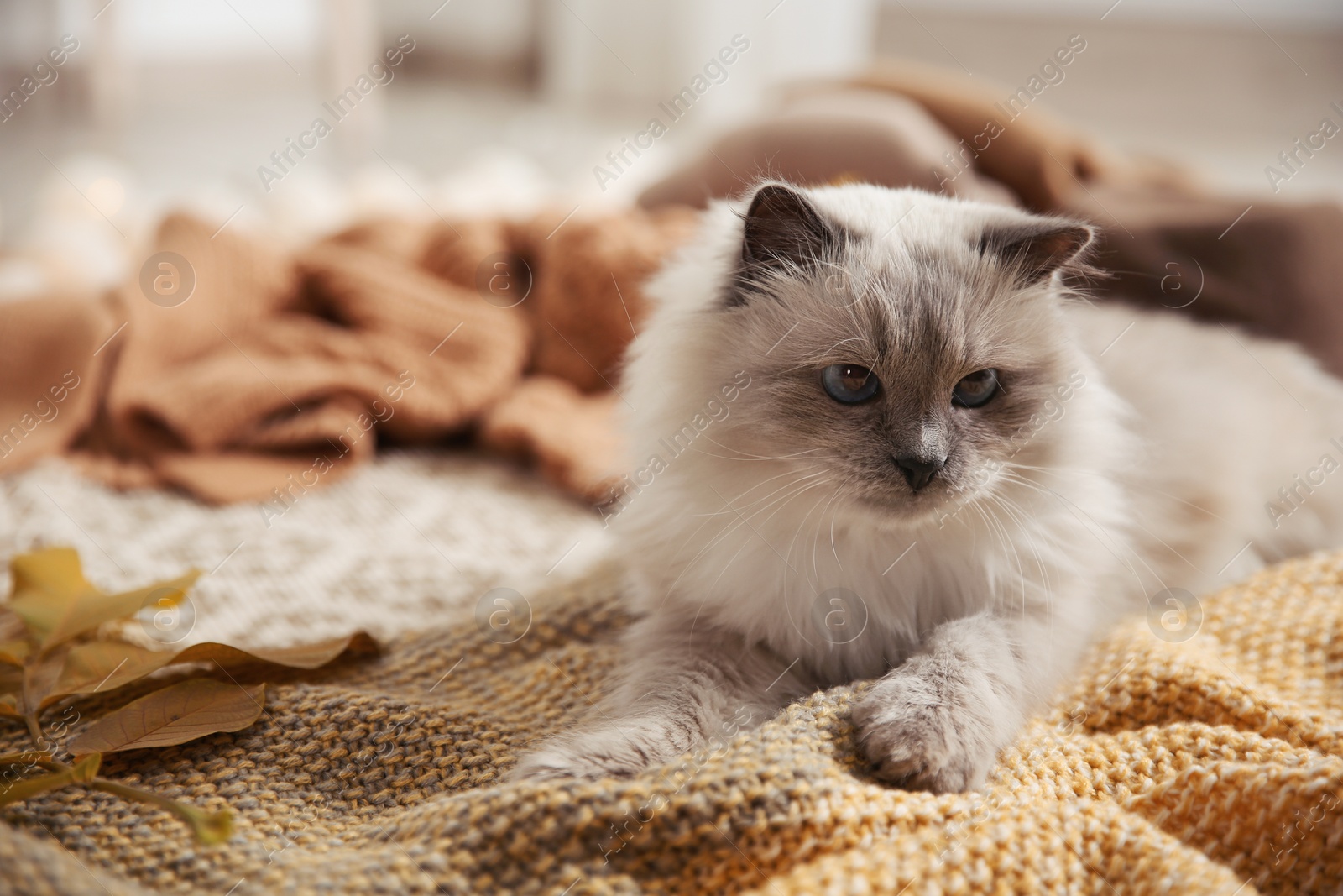 Photo of Cute cat with knitted blanket on floor at home. Warm and cozy winter