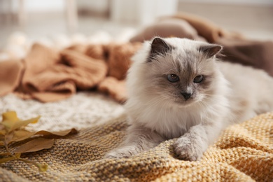 Cute cat with knitted blanket on floor at home. Warm and cozy winter