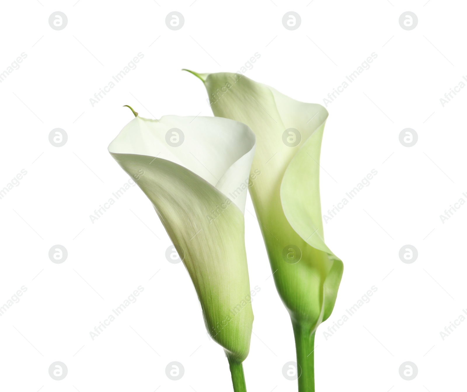 Photo of Beautiful calla lily flowers on white background