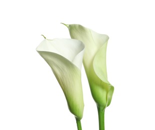 Beautiful calla lily flowers on white background