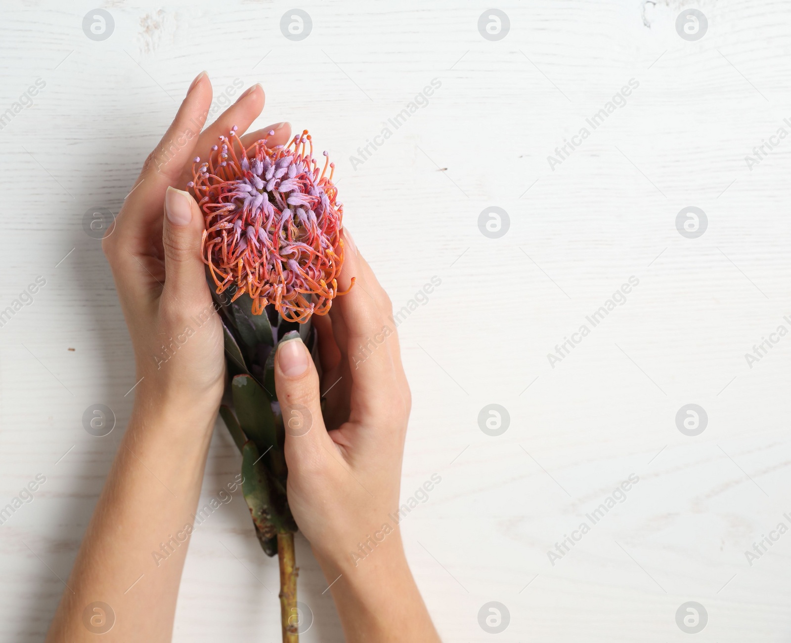 Photo of Florist holding beautiful leucospermum flower at white wooden table, top view