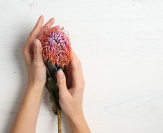 Florist holding beautiful leucospermum flower at white wooden table, top view