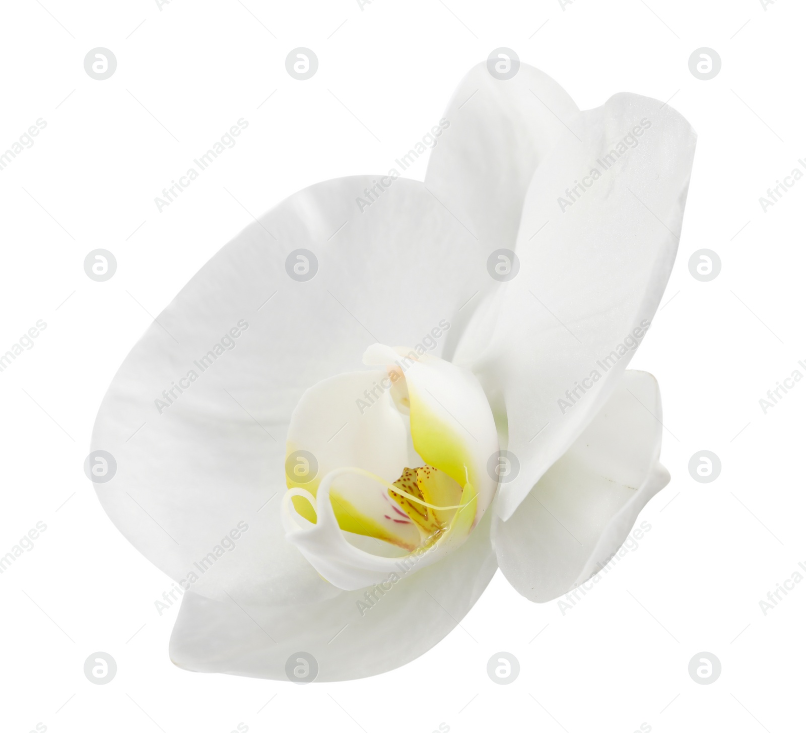 Photo of One beautiful orchid flower isolated on white