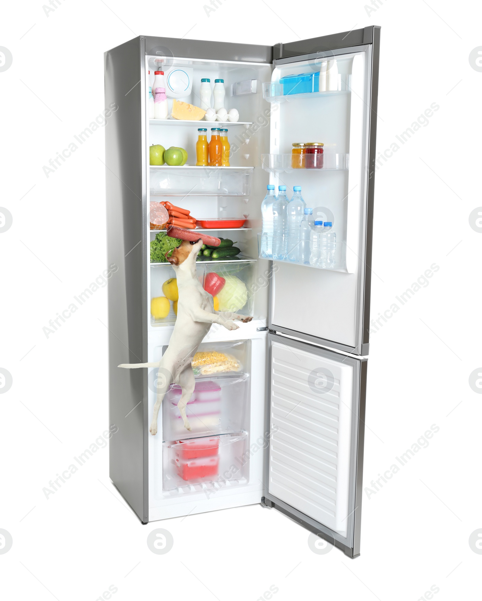 Image of Cute Jack Russel Terrier holding sausage and open refrigerator with many different products on white background