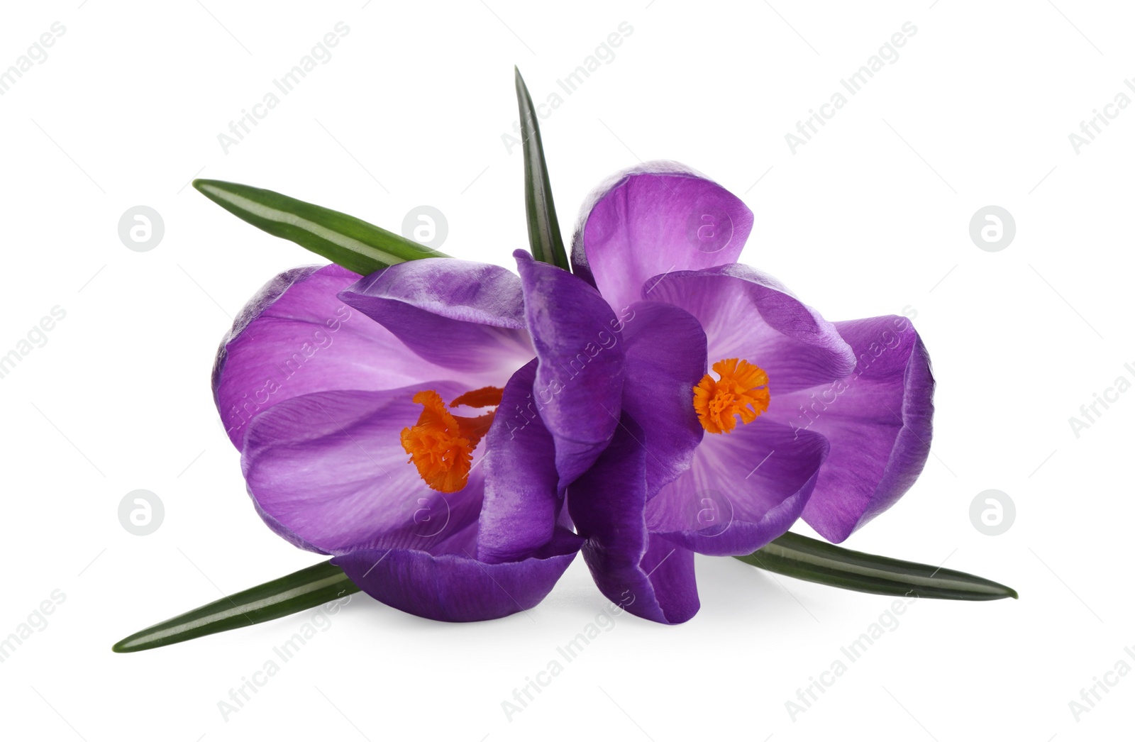 Photo of Beautiful purple crocus flowers on white background