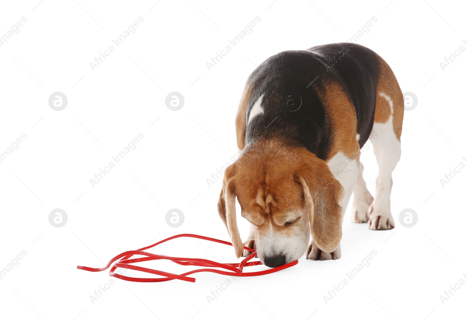 Photo of Naughty Beagle dog with damaged electrical wire on white background