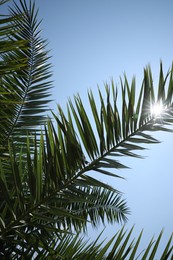 Photo of Beautiful green tropical leaves against blue sky, low angle view