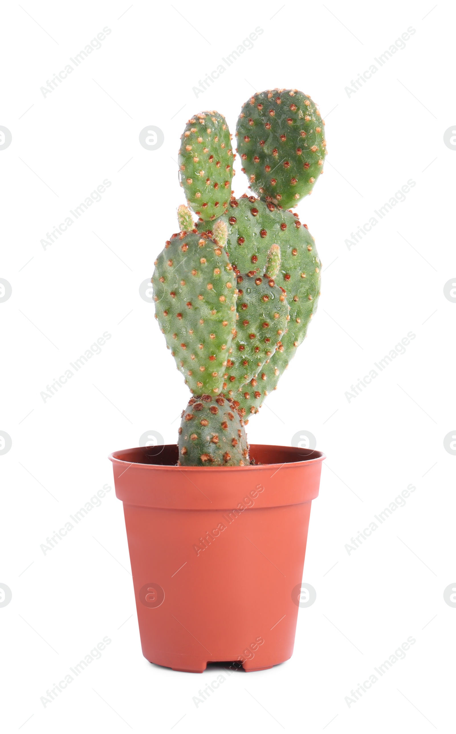 Photo of Beautiful green exotic cactus in pot isolated on white