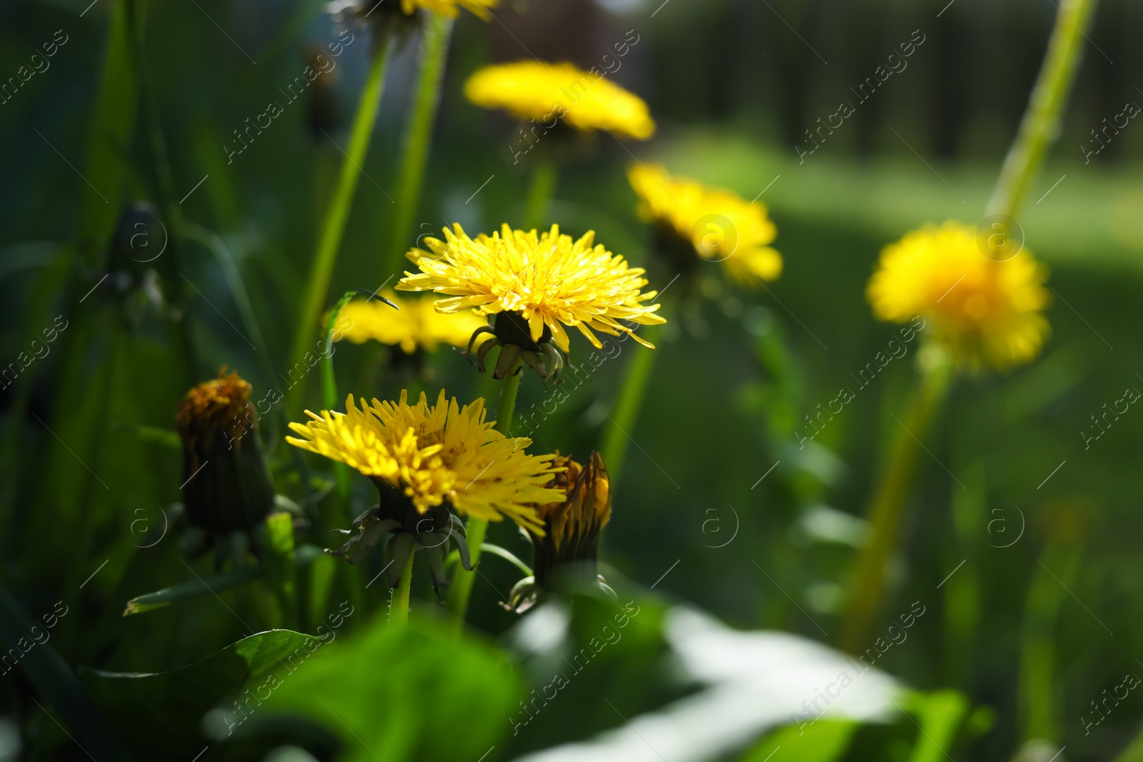 Photo of Beautiful yellow dandelions on sunny day, closeup