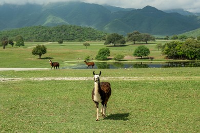 Photo of Beautiful fluffy llama on green grass in safari park