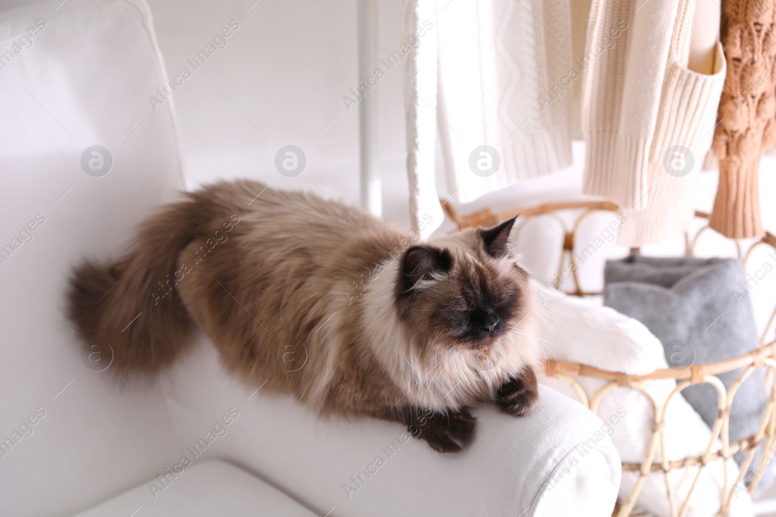 Photo of Cute Balinese cat on armchair at home. Fluffy pet