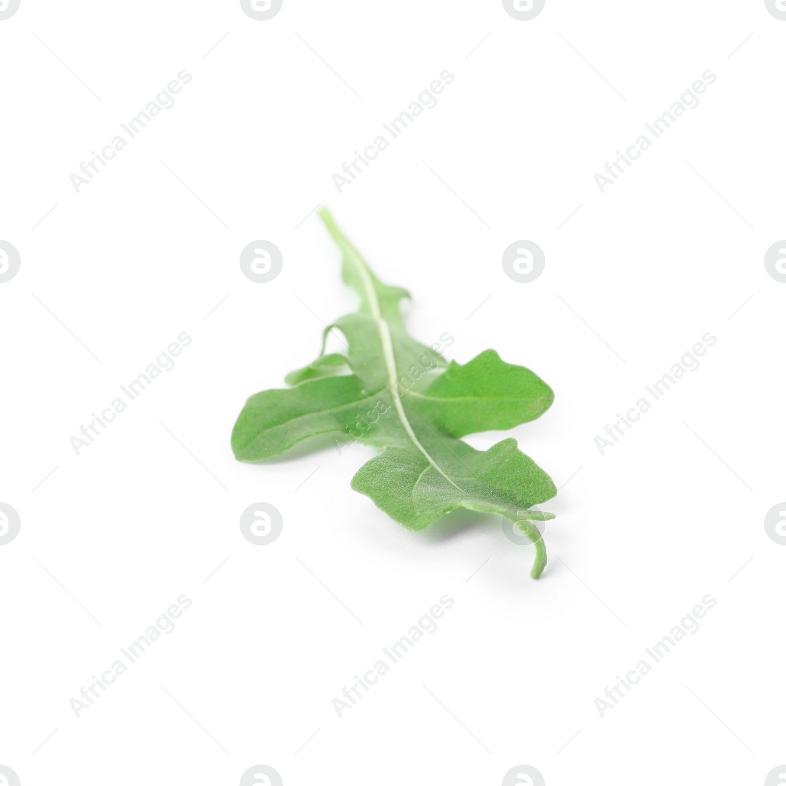 Photo of Leaf of fresh arugula isolated on white