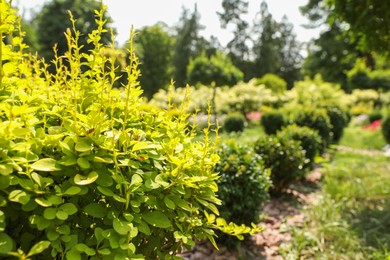 Photo of Barberry shrub growing outdoors, space for text. Gardening and landscaping