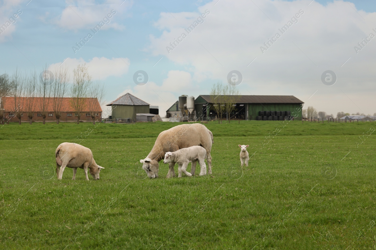 Photo of Cute funny sheep grazing on green field