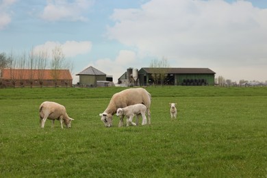 Cute funny sheep grazing on green field