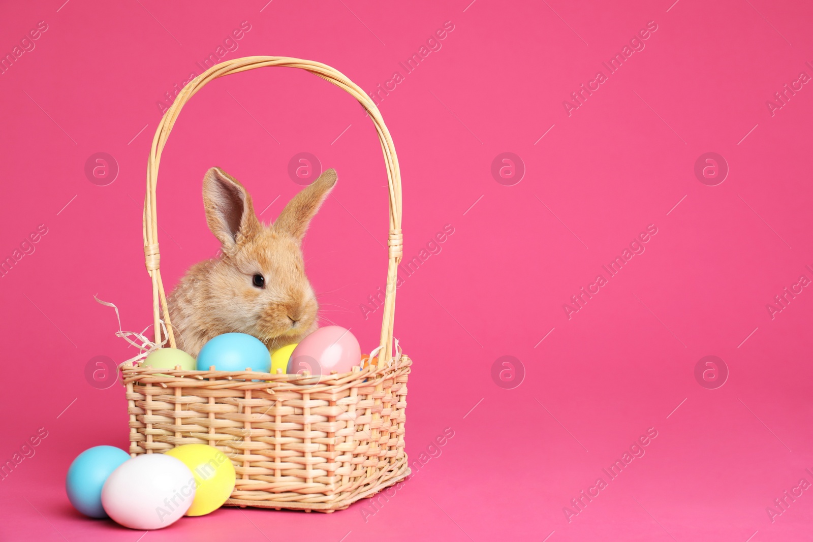 Photo of Adorable furry Easter bunny near wicker basket with dyed eggs on color background, space for text