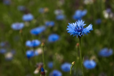 Photo of Beautiful blue cornflower growing outdoors, closeup view