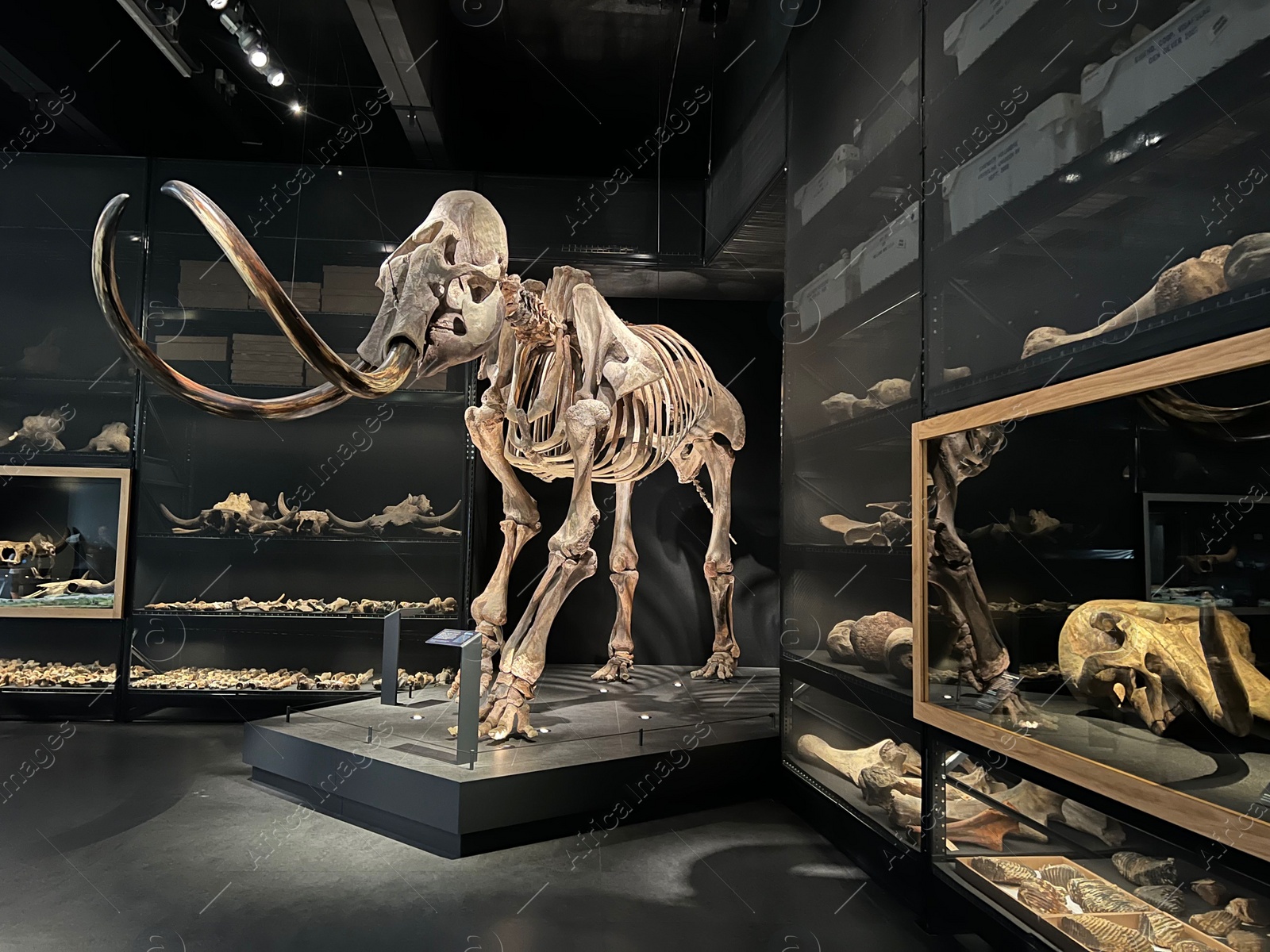 Photo of Leiden, Netherlands - June 18, 2022: Life size skeleton of Mammoth in Naturalis Biodiversity Center