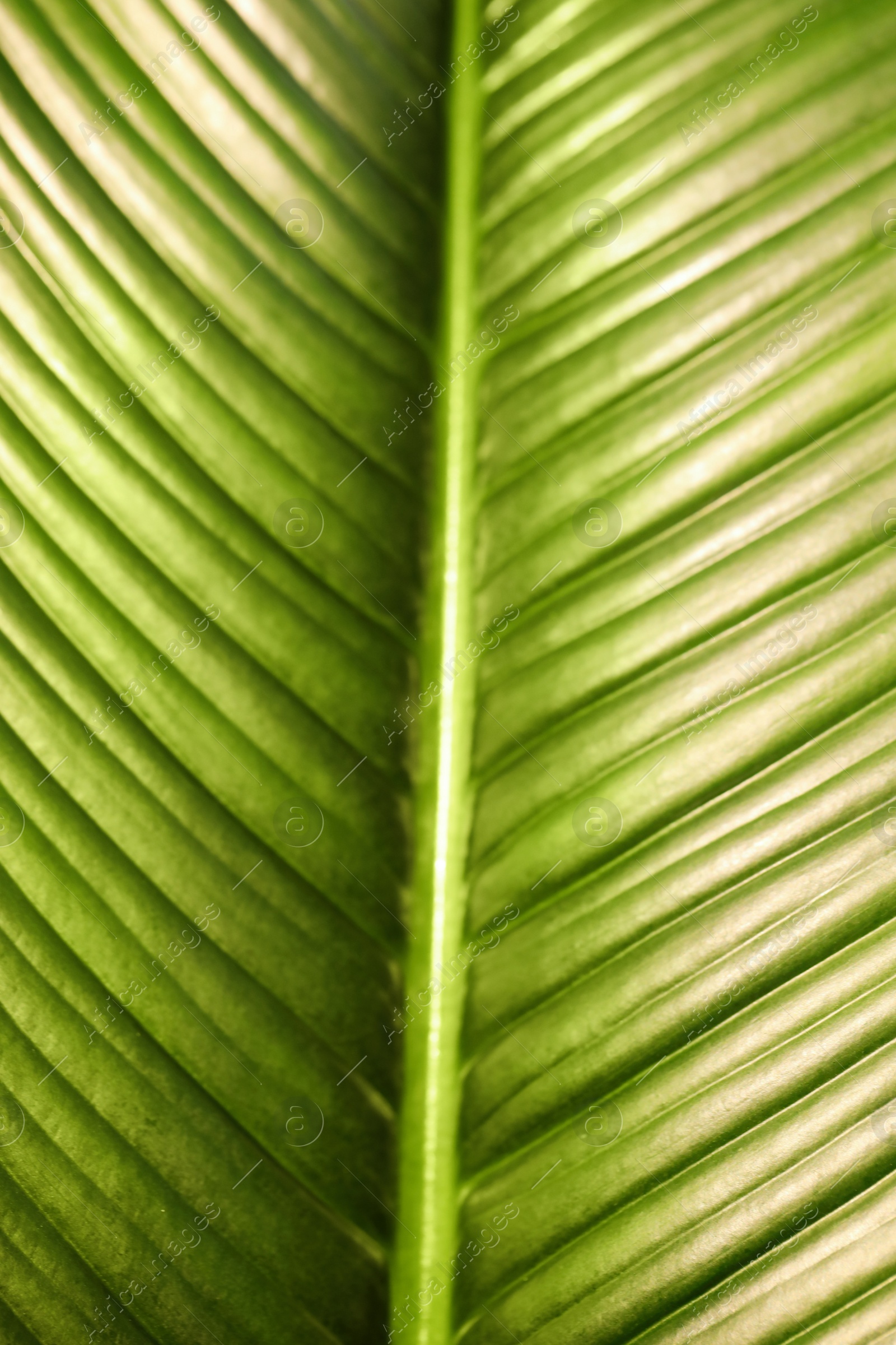 Photo of Lush green leaf of tropical plant as background, closeup