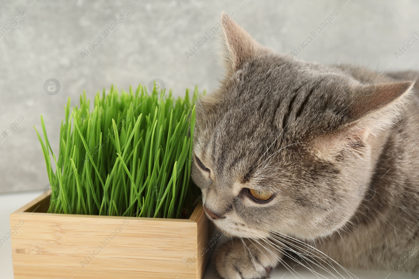 Photo of Cute cat and fresh green grass on white surface, closeup