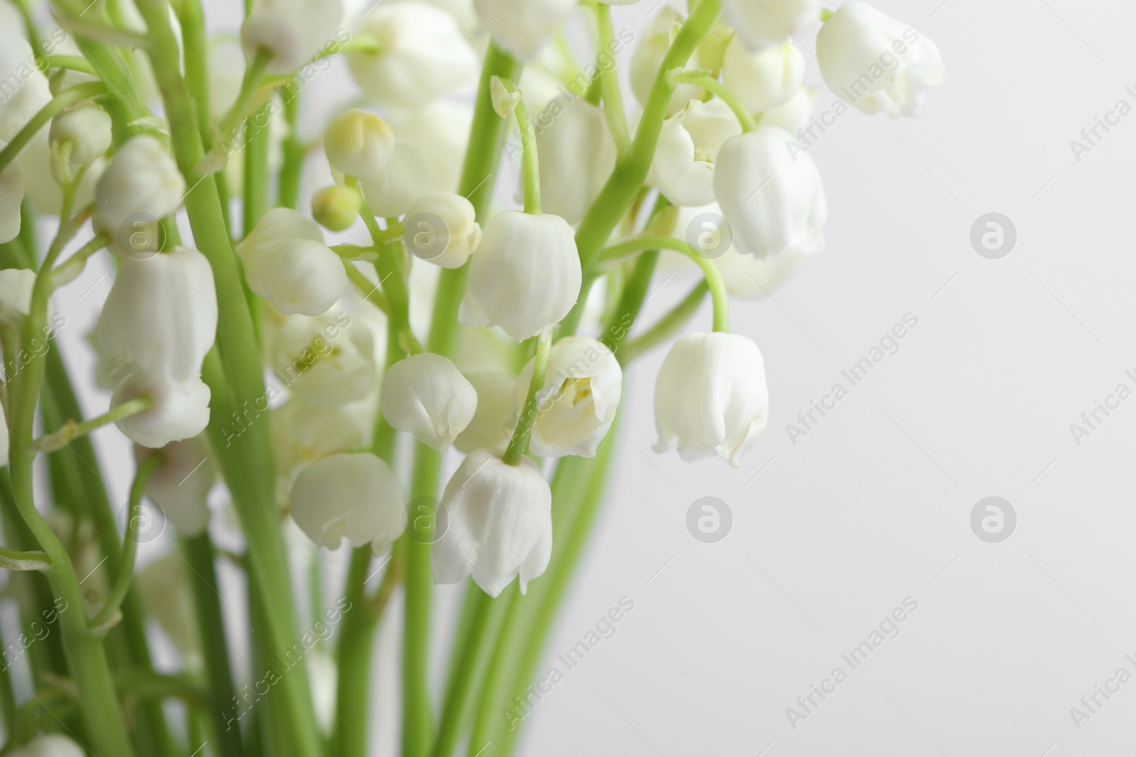 Photo of Beautiful lily of the valley flowers on light grey background, closeup. Space for text