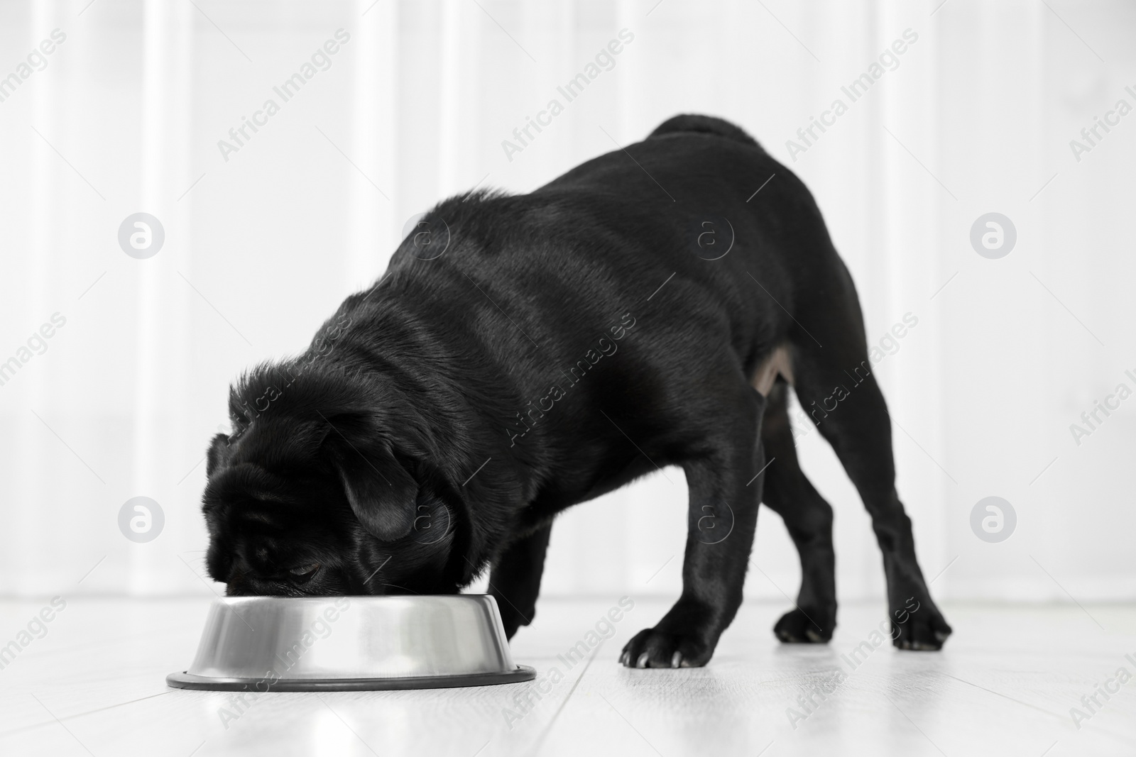 Photo of Cute Pug dog eating from metal bowl in room