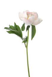 Beautiful fragrant peony flower isolated on white