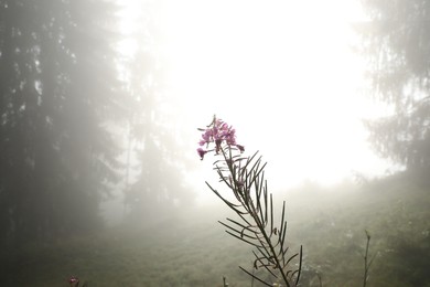 Photo of Beautiful violet flower growing in forest clearing on foggy day, space for text