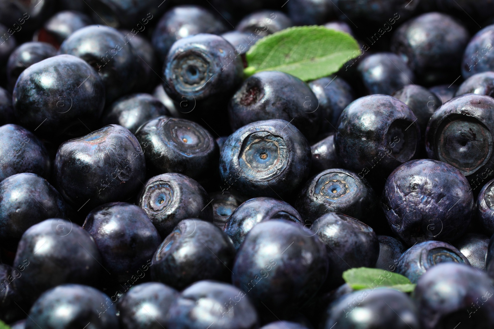 Photo of Many delicious ripe bilberries and green leaves as background, closeup