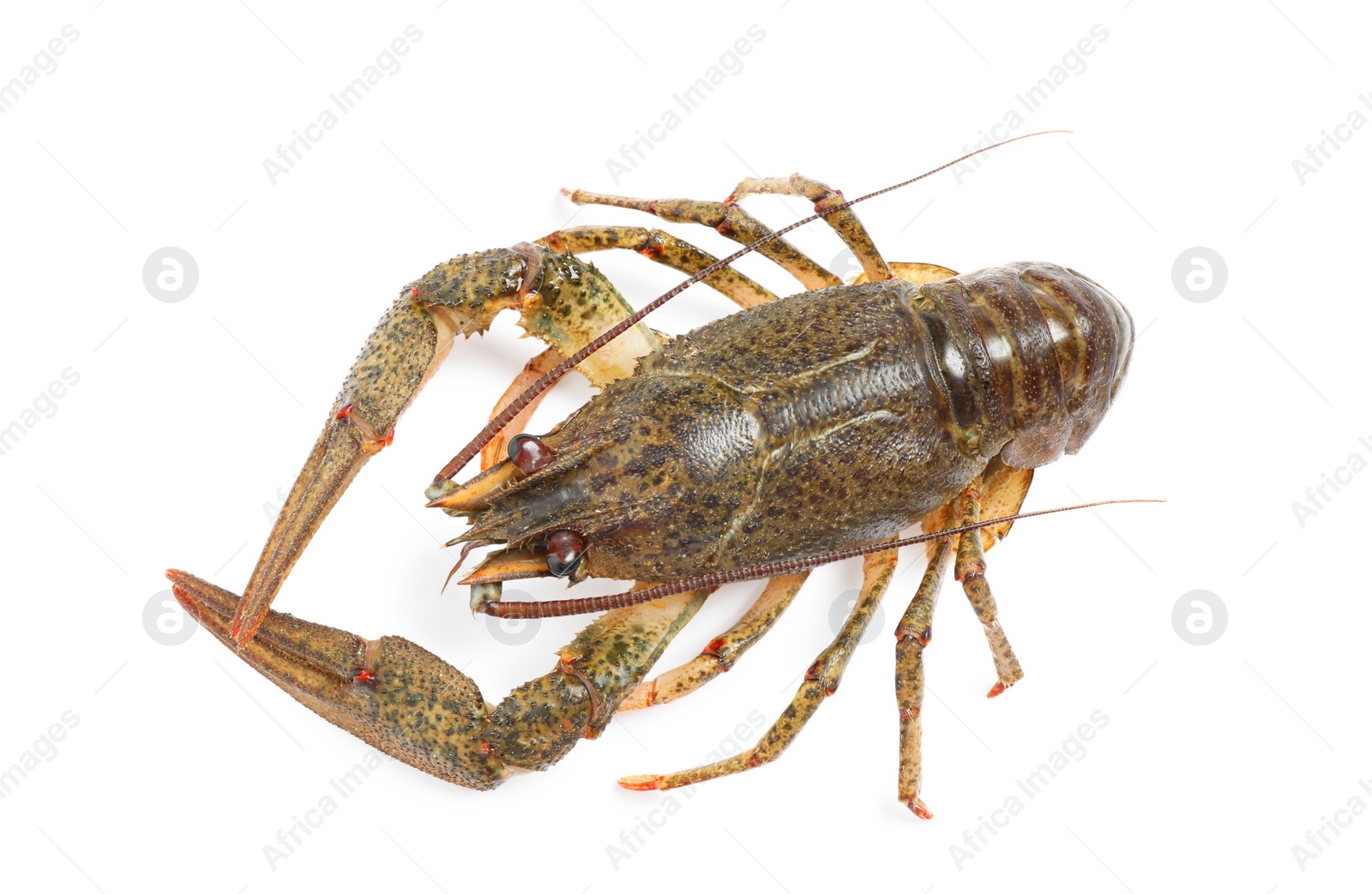 Photo of Fresh raw crayfish isolated on white, top view. Healthy seafood