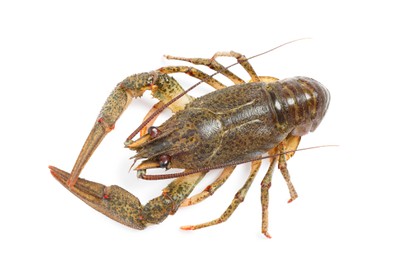 Fresh raw crayfish isolated on white, top view. Healthy seafood