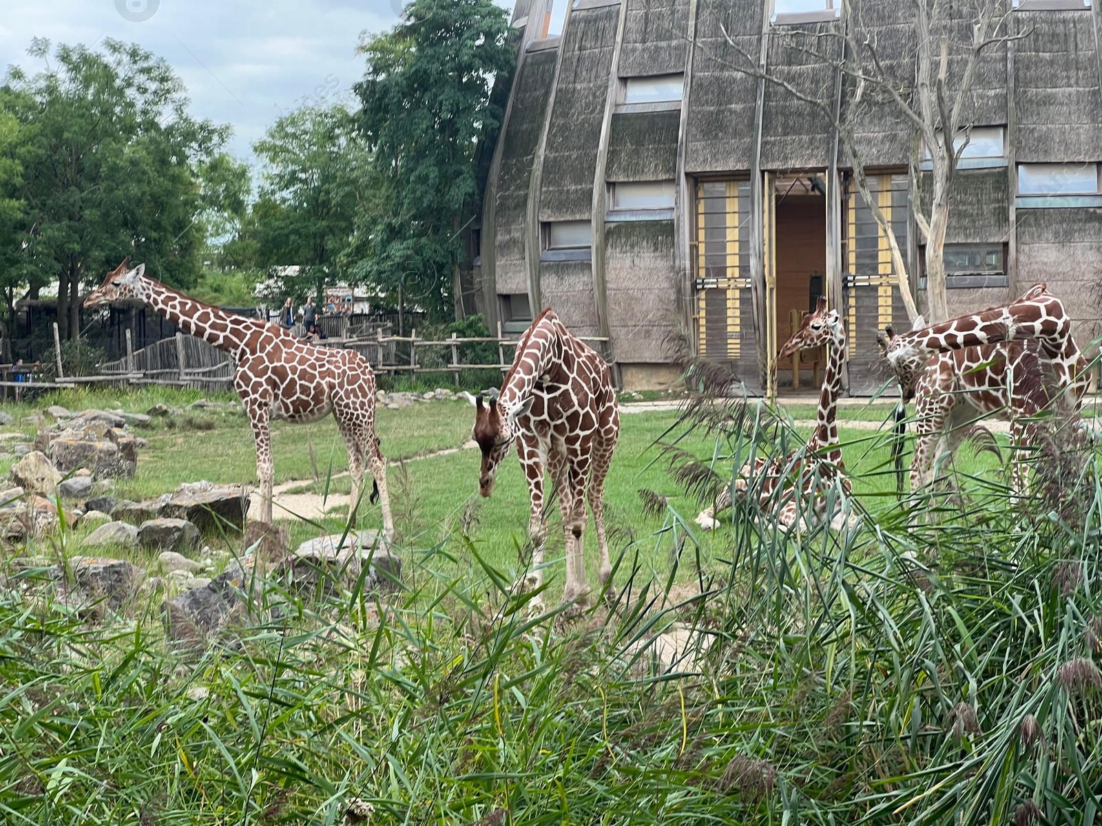 Photo of Rotterdam, Netherlands - August 27, 2022: Group of beautiful giraffes in zoo enclosure