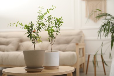 Photo of Young potted pomegranate trees on wooden table indoors, space for text