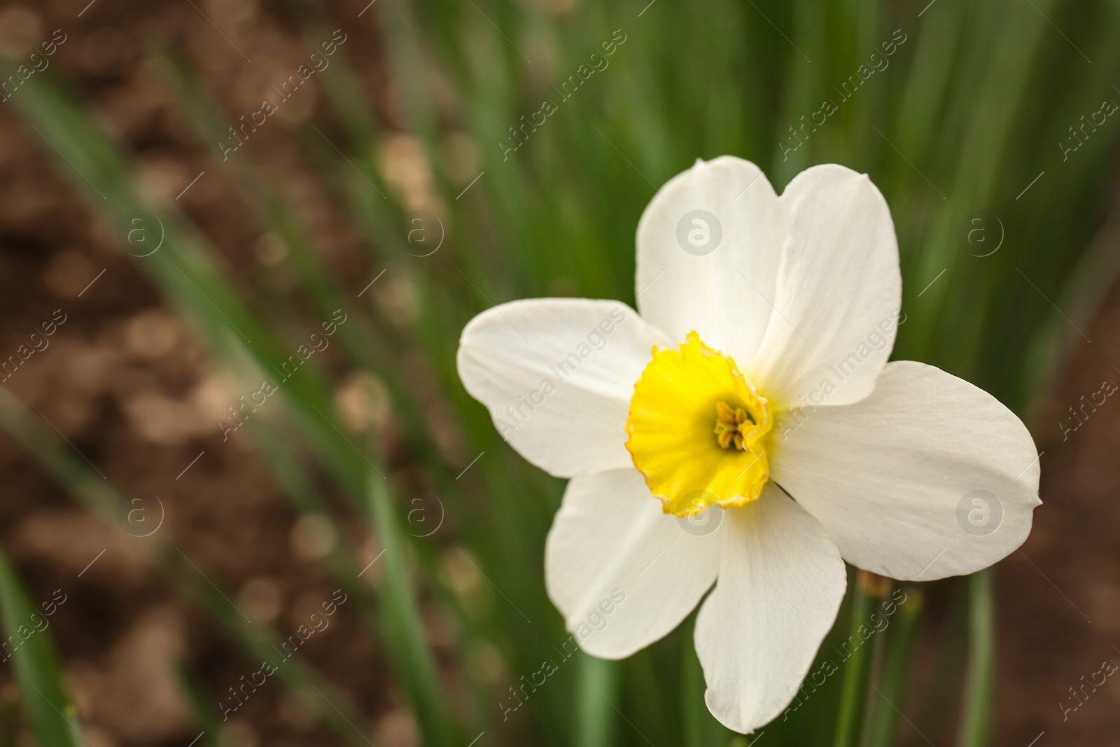 Photo of Closeup view of beautiful narcissus in garden, space for text. Blooming spring flowers