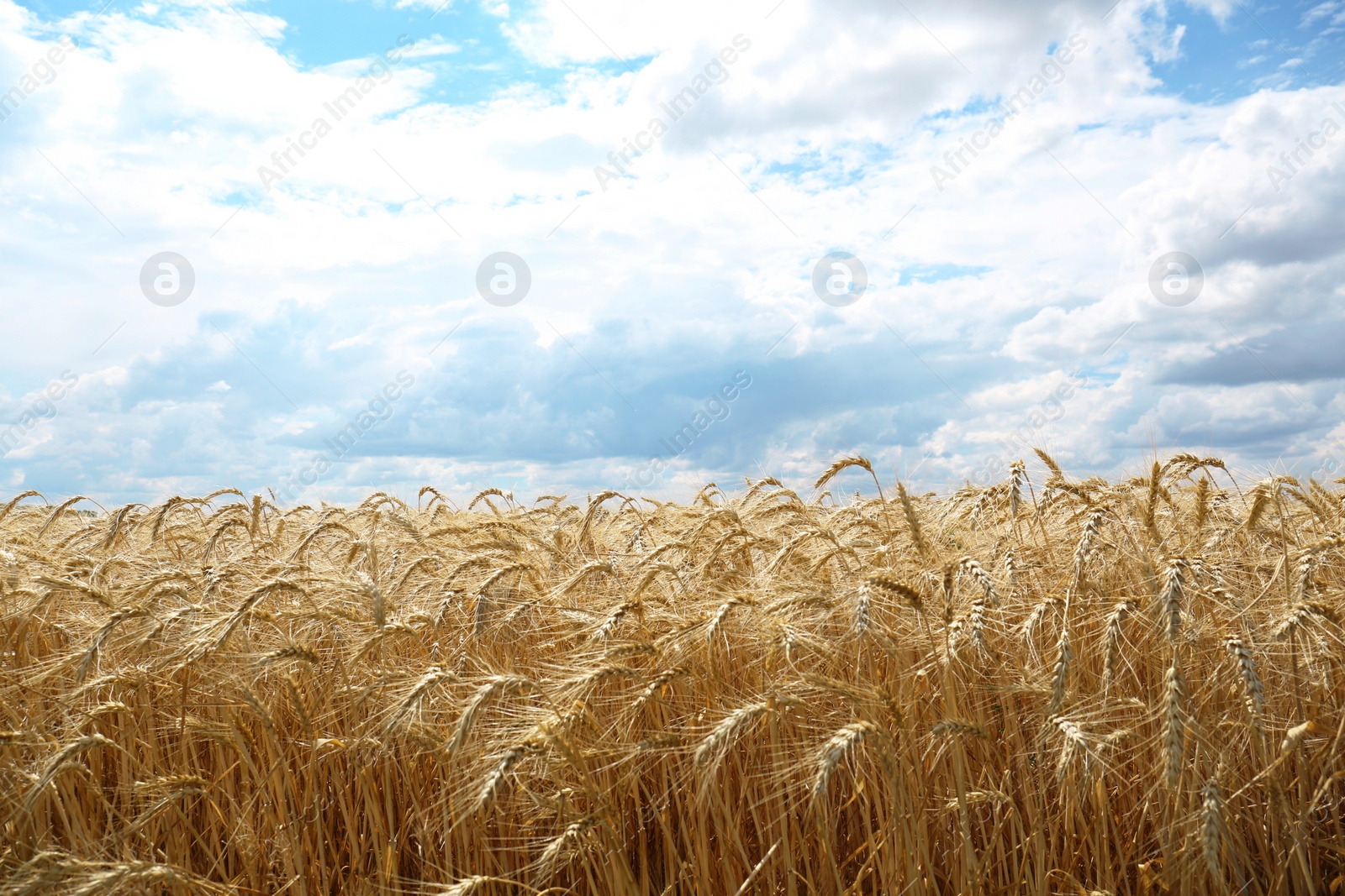 Photo of Beautiful view of agricultural field with ripe wheat spikes on cloudy day