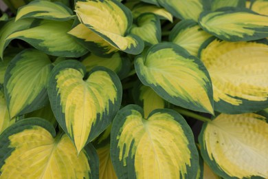Photo of Beautiful hosta plant with colorful leaves as background, closeup