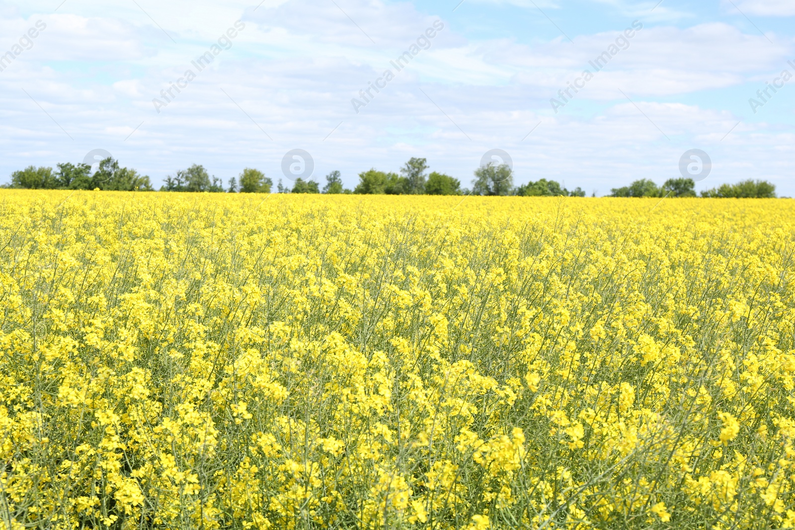 Photo of Beautiful rapeseed flowers blooming in field under blue sky