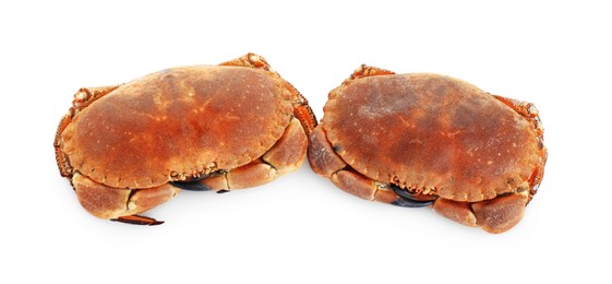 Photo of Two delicious boiled crabs isolated on white