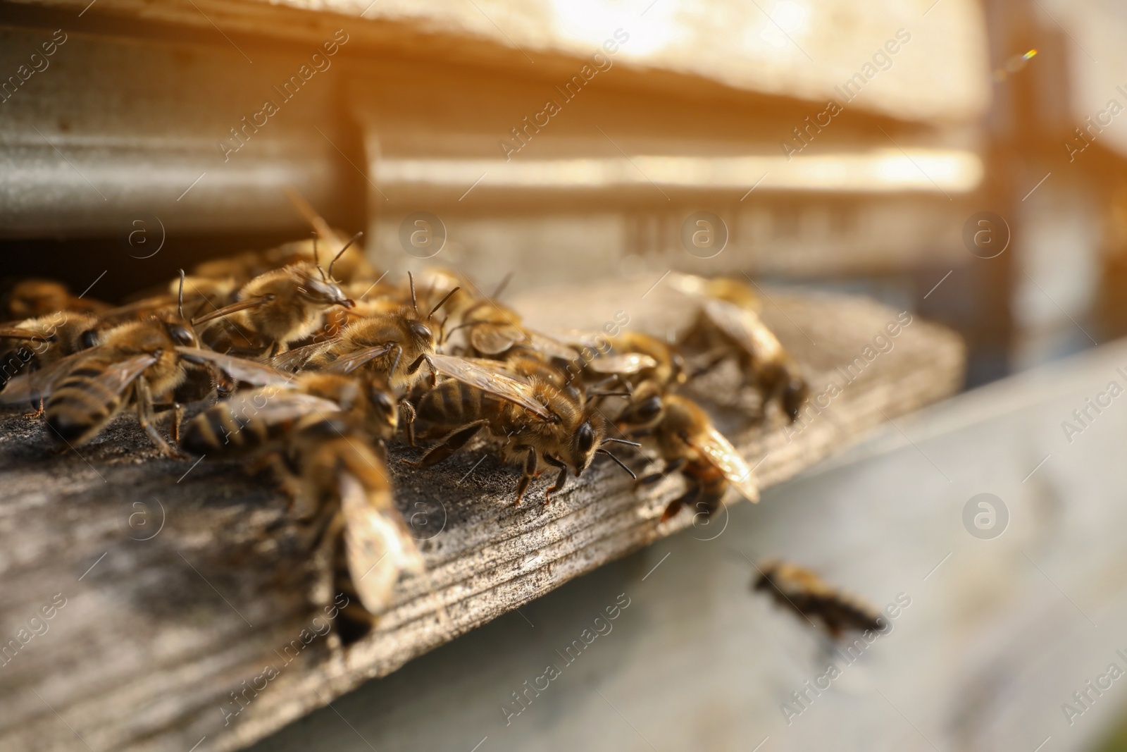 Photo of Closeup view of wooden hive with honey bees on sunny day