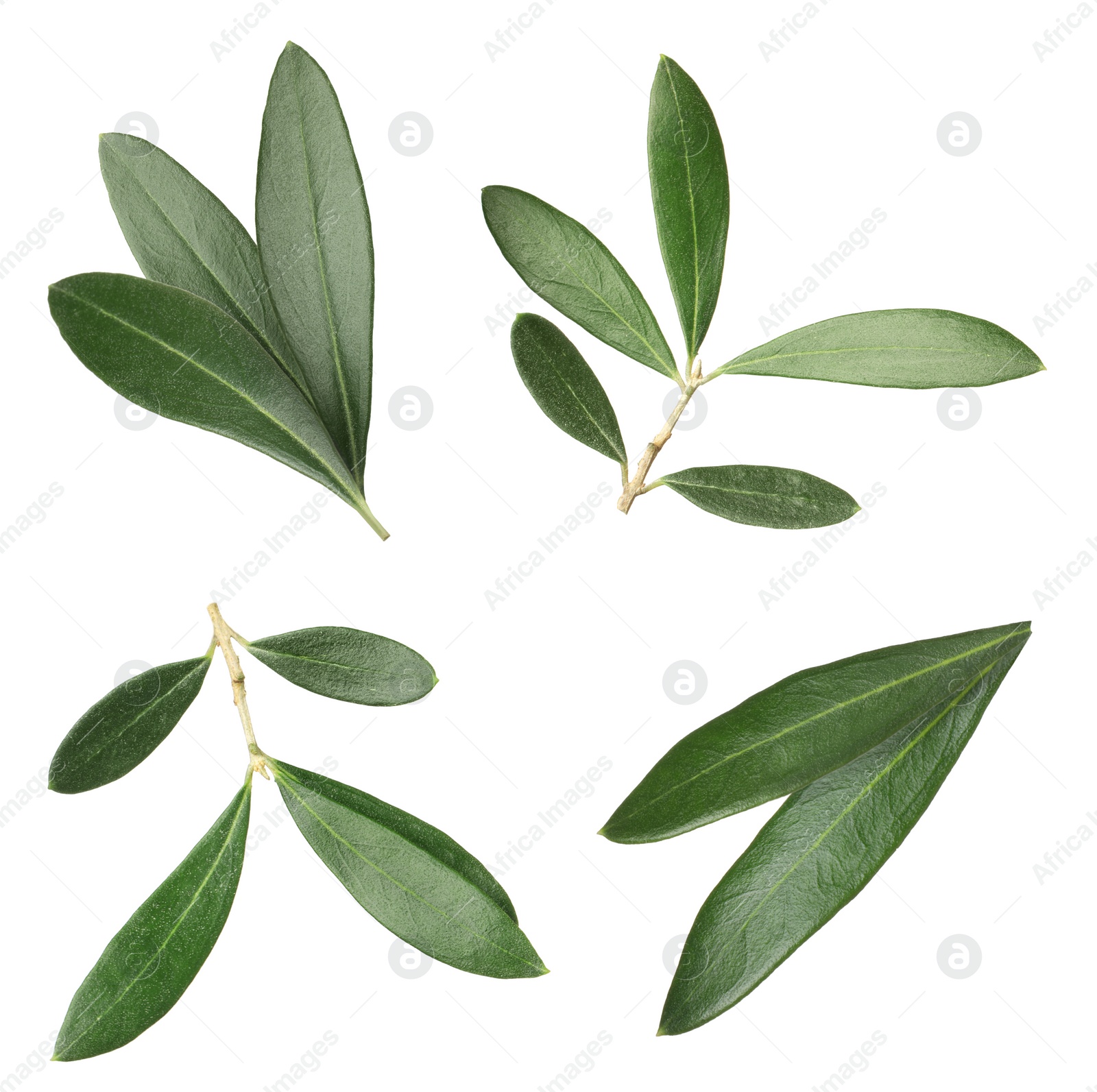 Image of Set with fresh green olive leaves on white background 