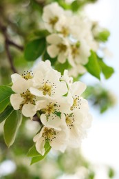 Photo of Pear tree branch with beautiful blossoms on blurred background, closeup. Spring season