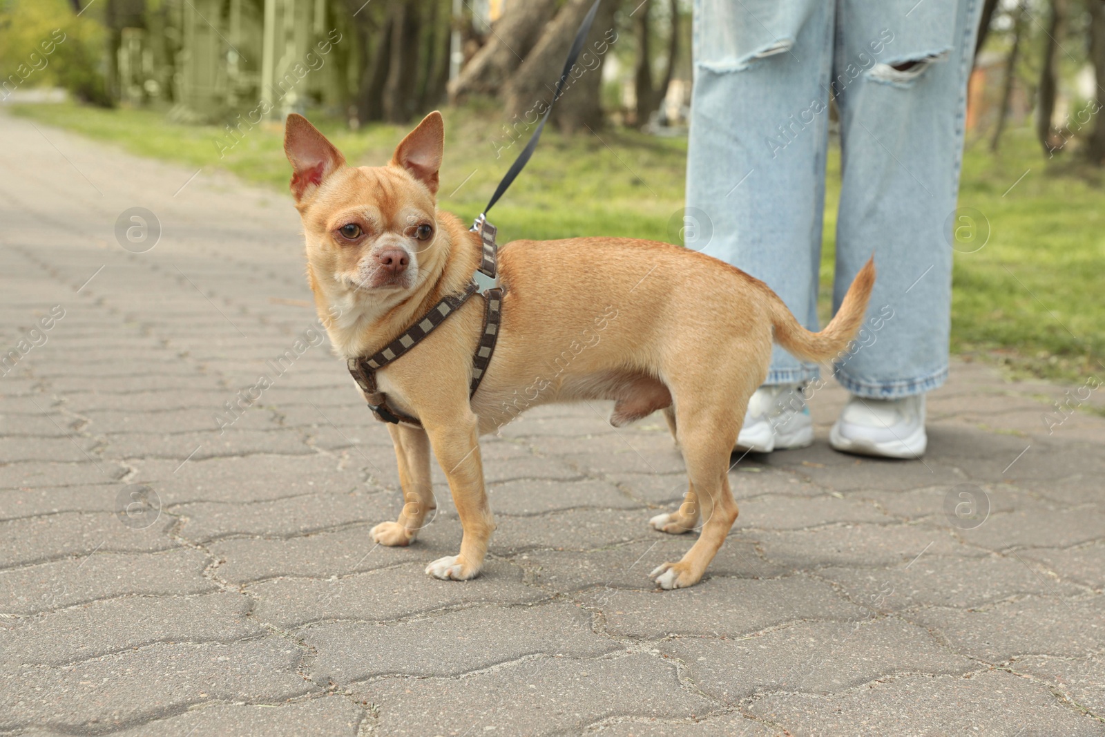 Photo of Owner walking with her chihuahua dog in park, closeup