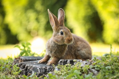 Cute fluffy rabbit on tree stump among green grass outdoors