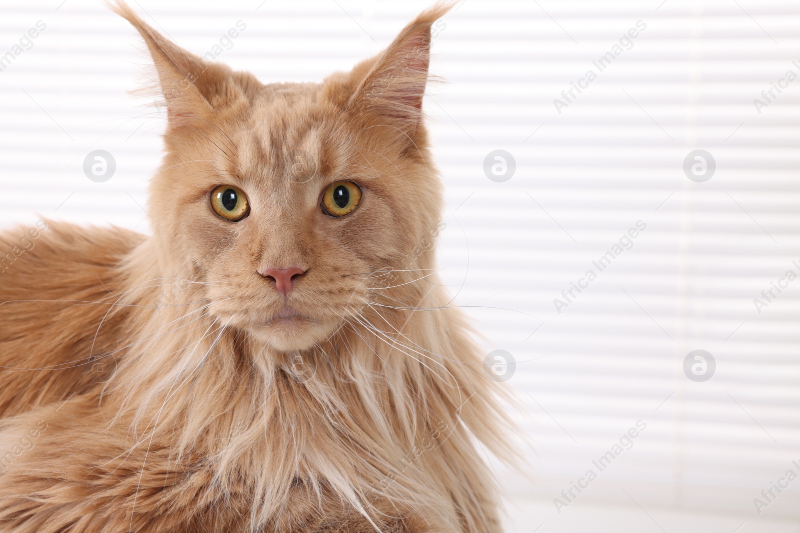 Photo of Adorable domestic cat indoors, closeup. Space for text