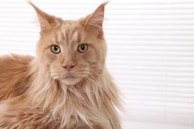 Photo of Adorable domestic cat indoors, closeup. Space for text