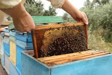 Photo of Beekeeper in uniform taking frame from hive at apiary, closeup. Harvesting honey